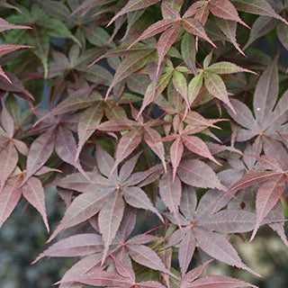 Japanese Maple