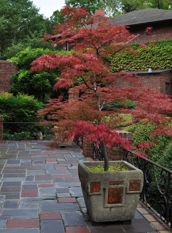 Japanese Maple