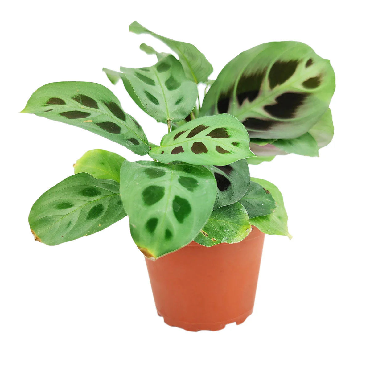 Marantha Prayer Plant