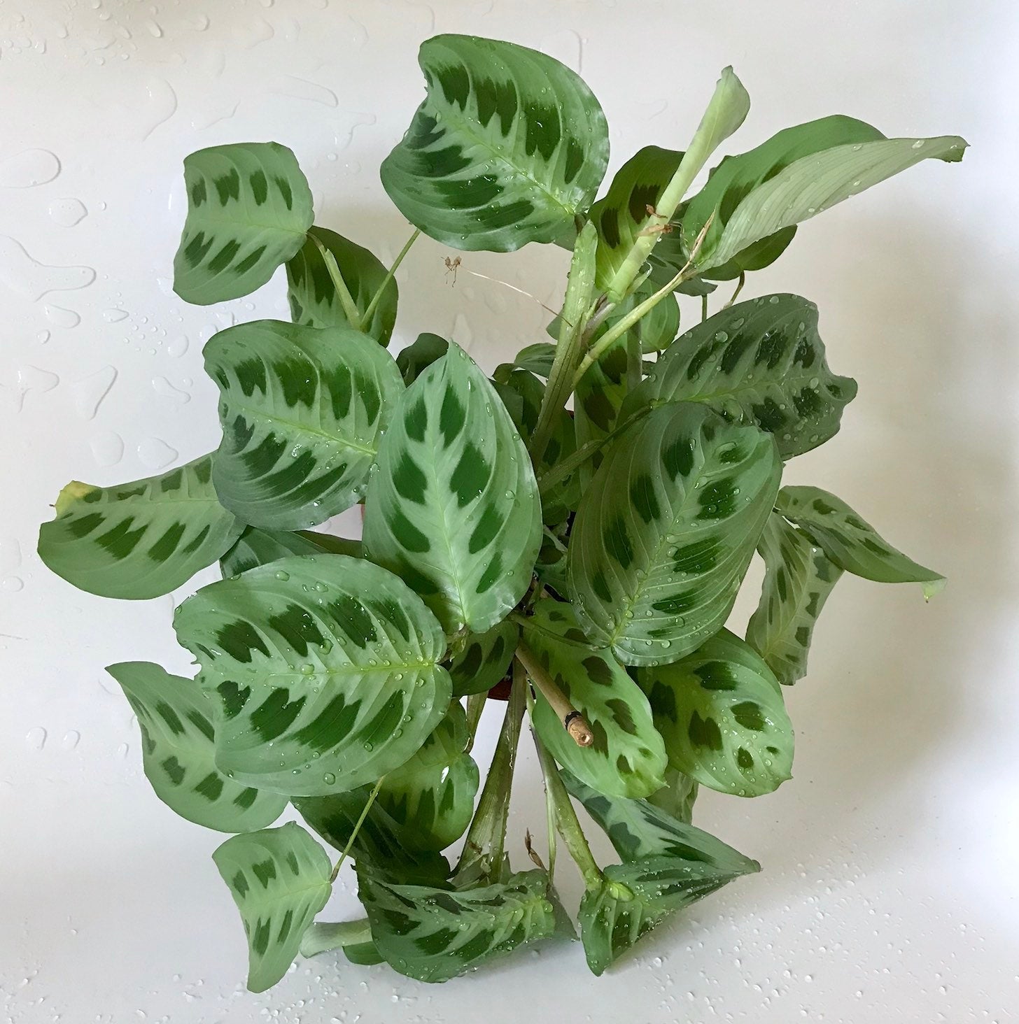Marantha Prayer Plant