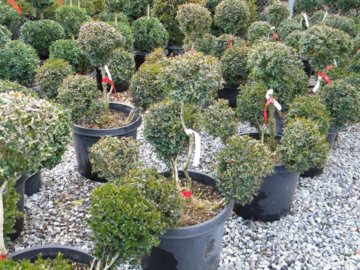 Pom Pom Boxwood