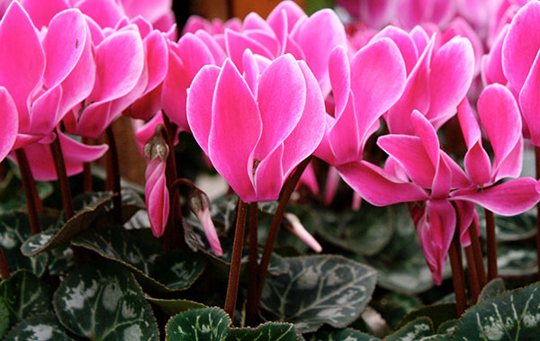 Cyclamen