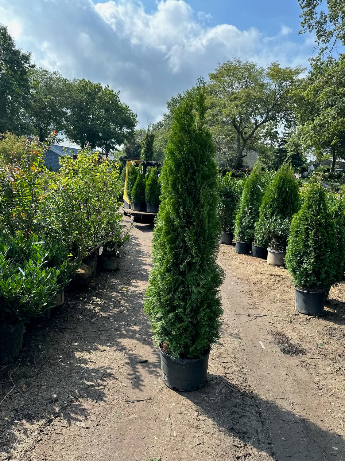 Arborvitae’s