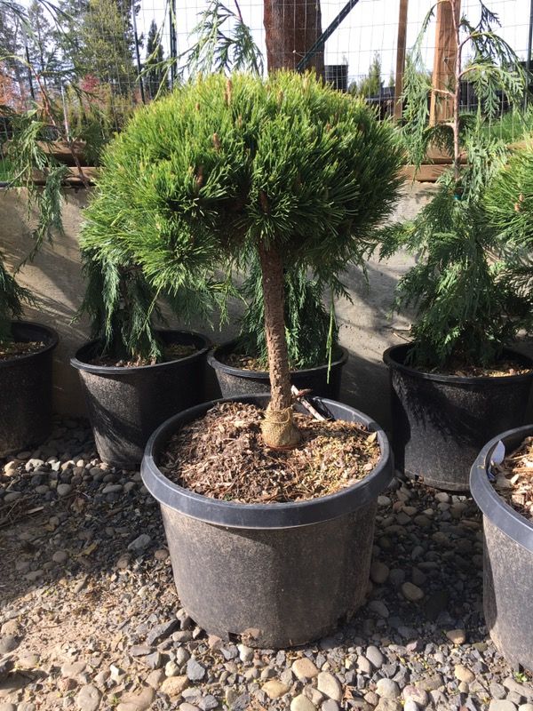 Mugo Pine