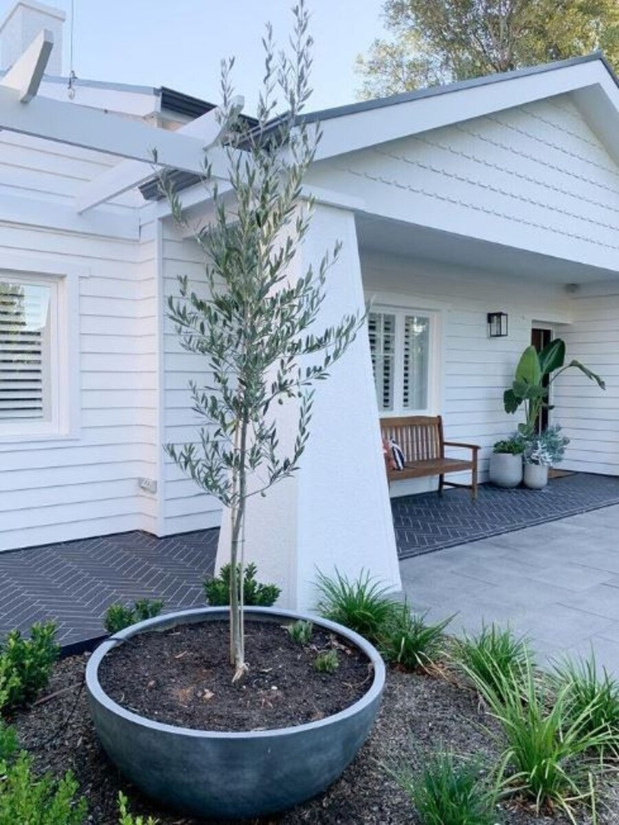 Olive Tree