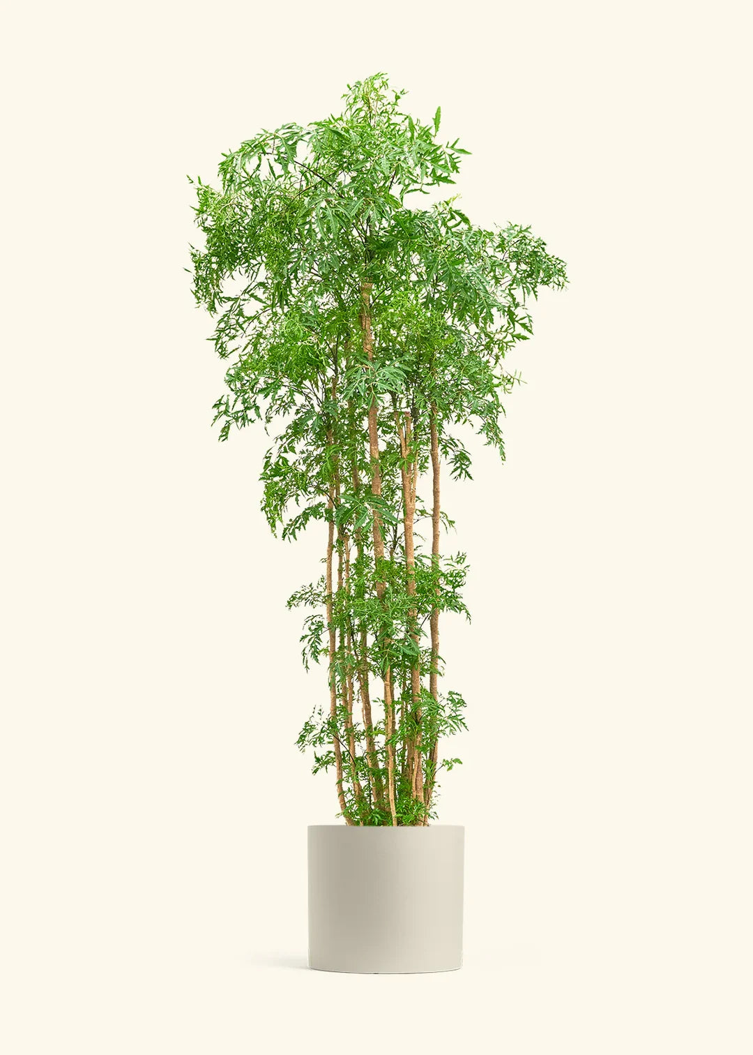 Chinese Mingarilia
