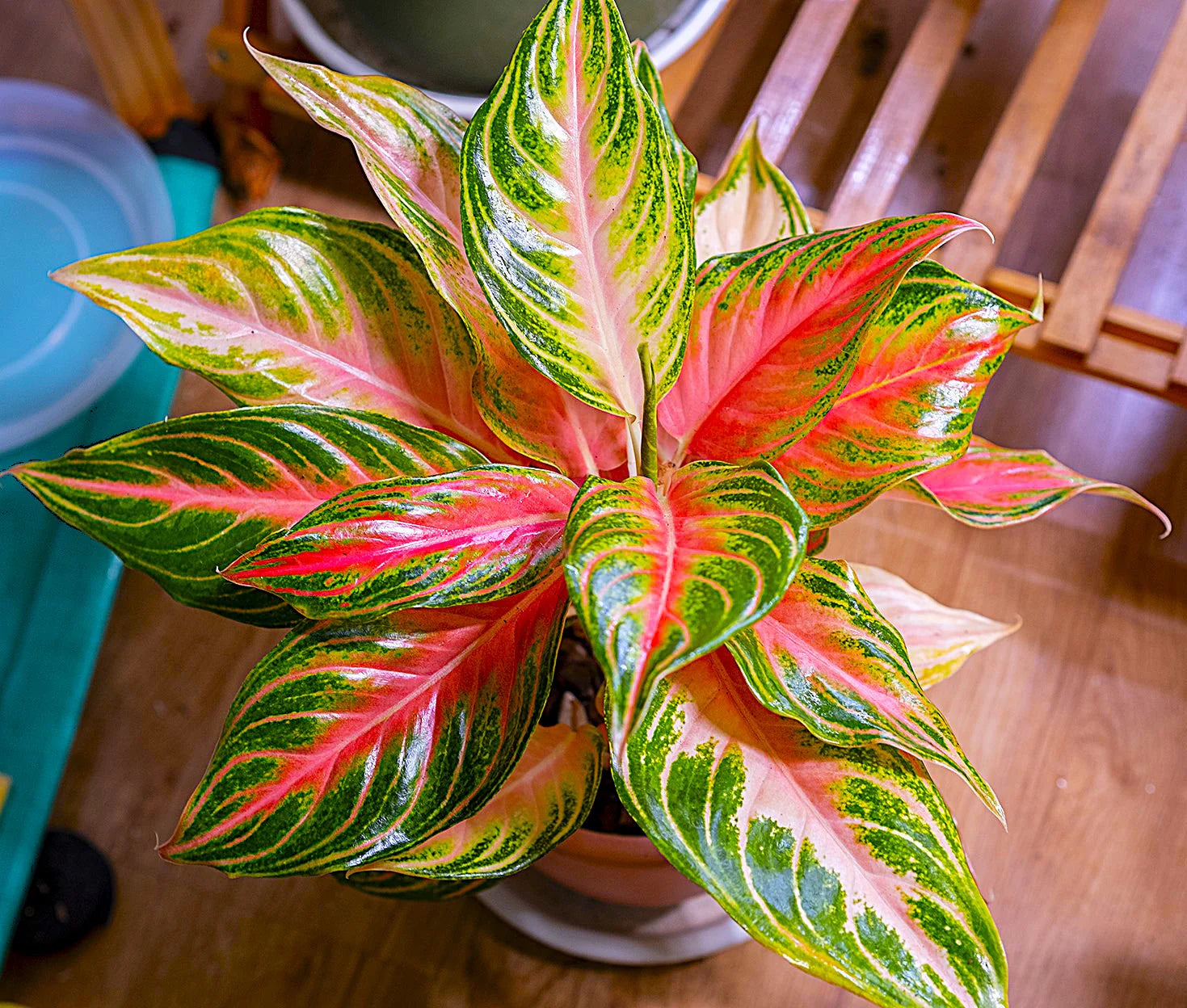 Aglaonema Pink