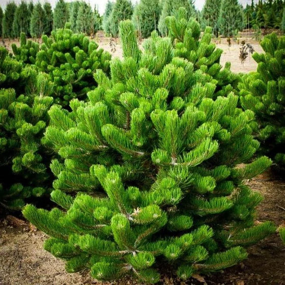 Mugo Pine