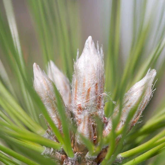 Mugo Pine