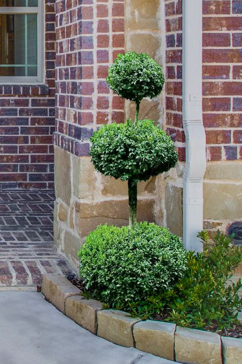 1, 2, 3 Ball Boxwoods