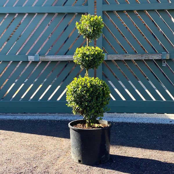 1, 2, 3 Ball Boxwoods