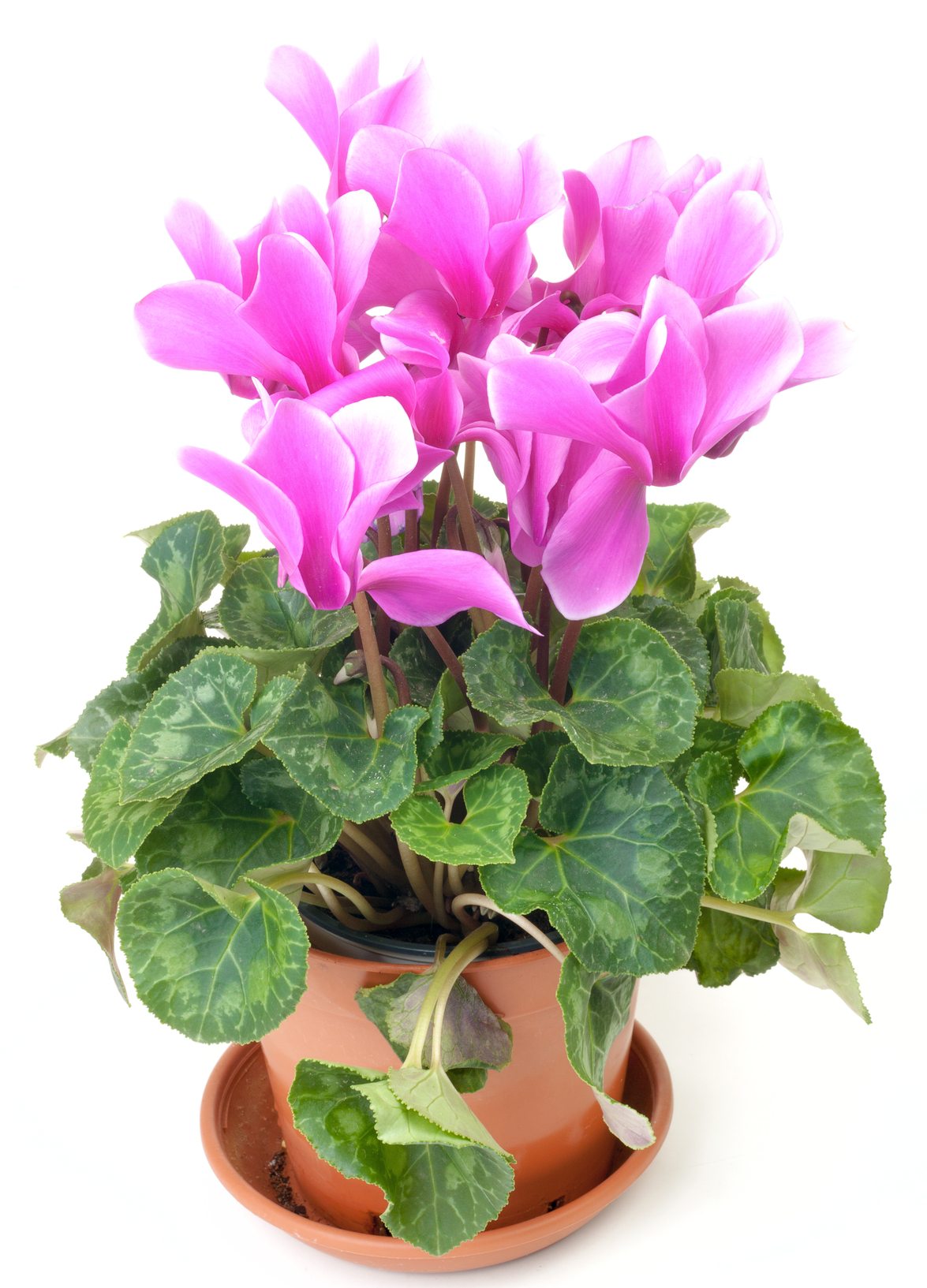 Cyclamen