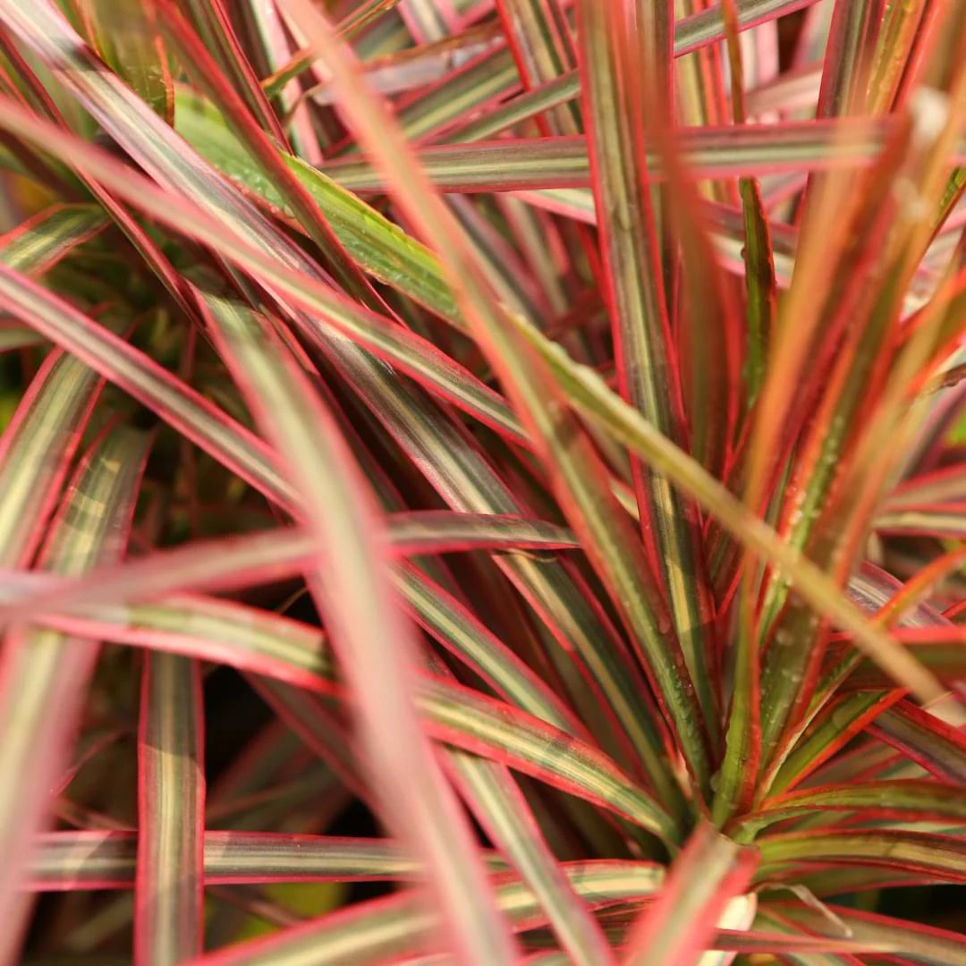 Dracaena Marginata