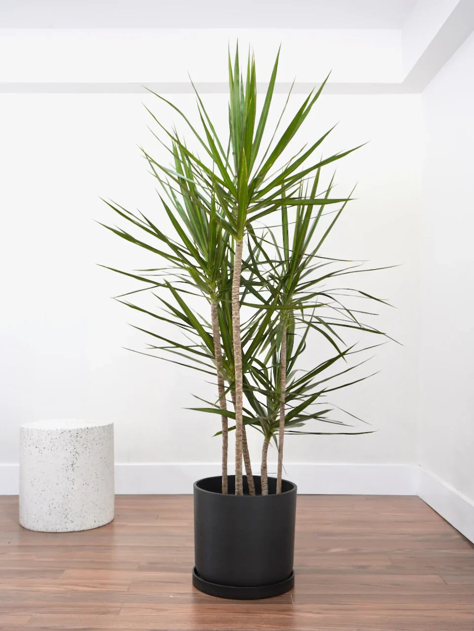 Dracaena Marginata