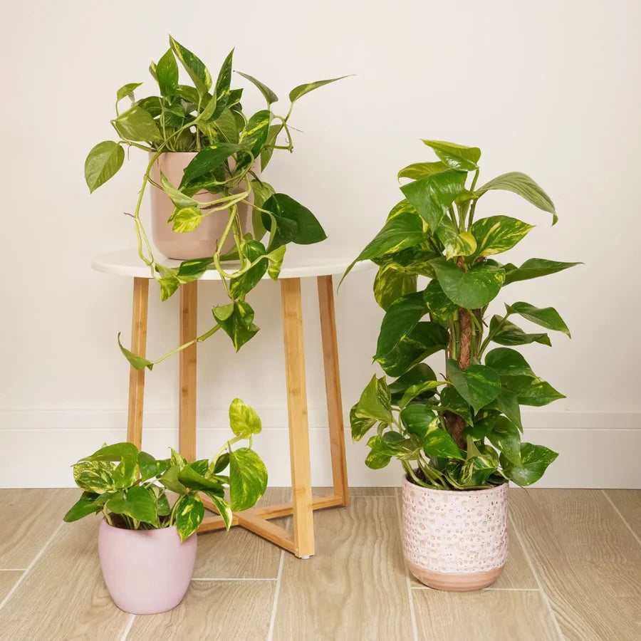 Green Pothos