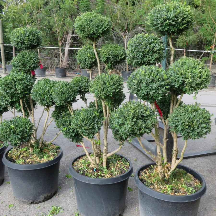 Pom Pom Boxwood