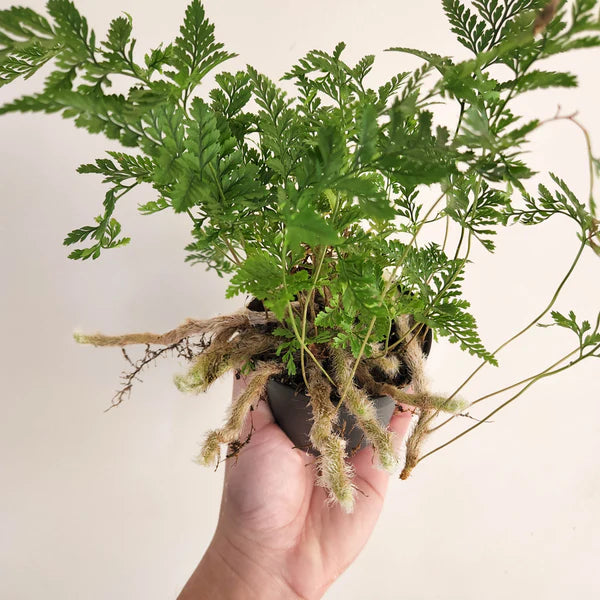 Rabbit Foot Ferns