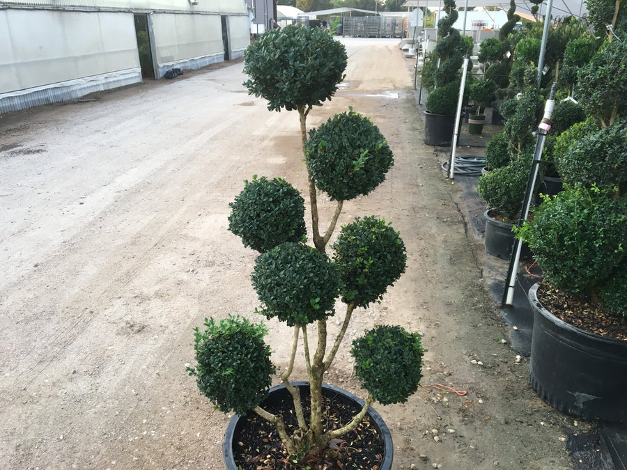 Pom Pom Boxwood