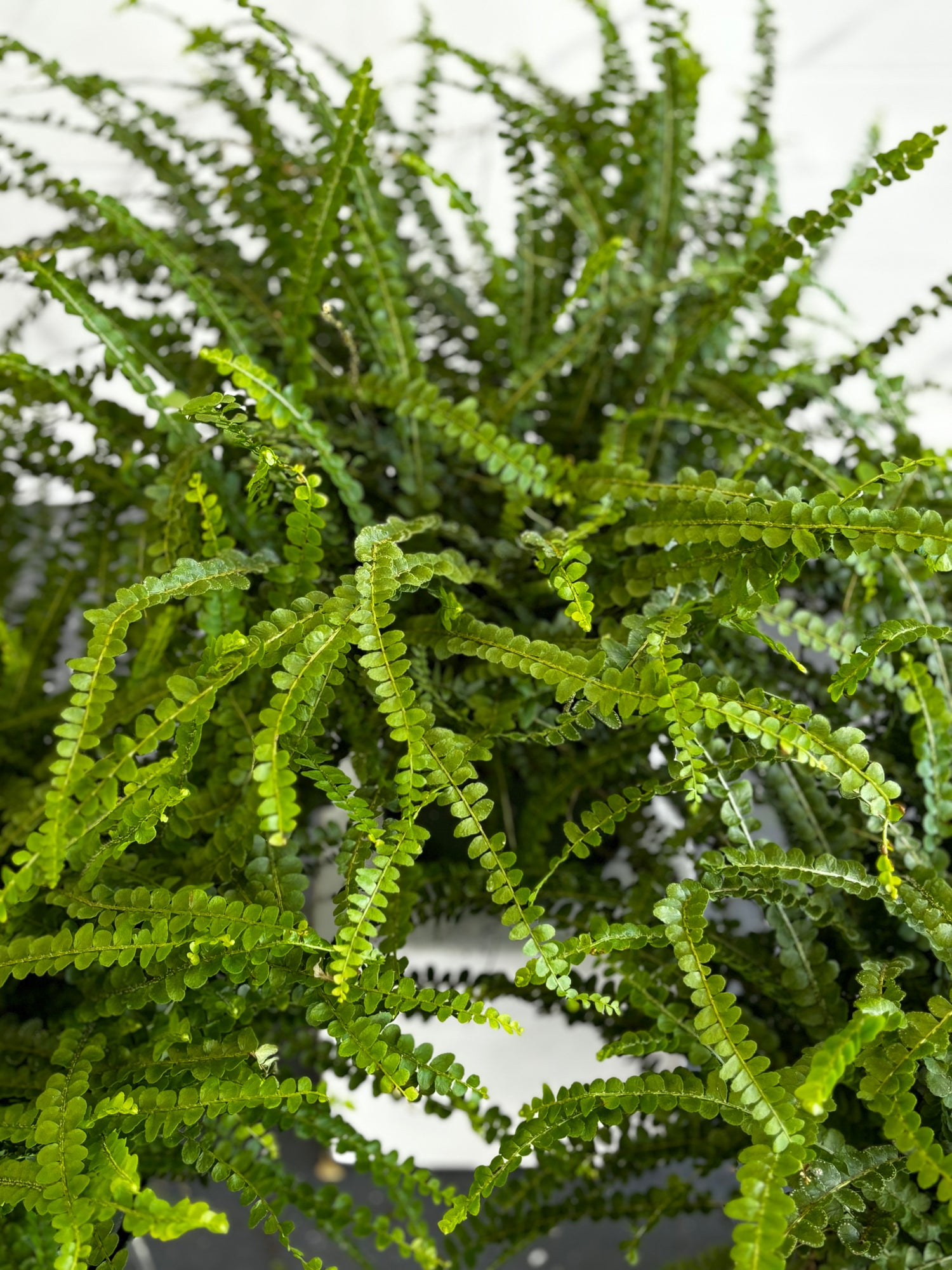 Button Fern