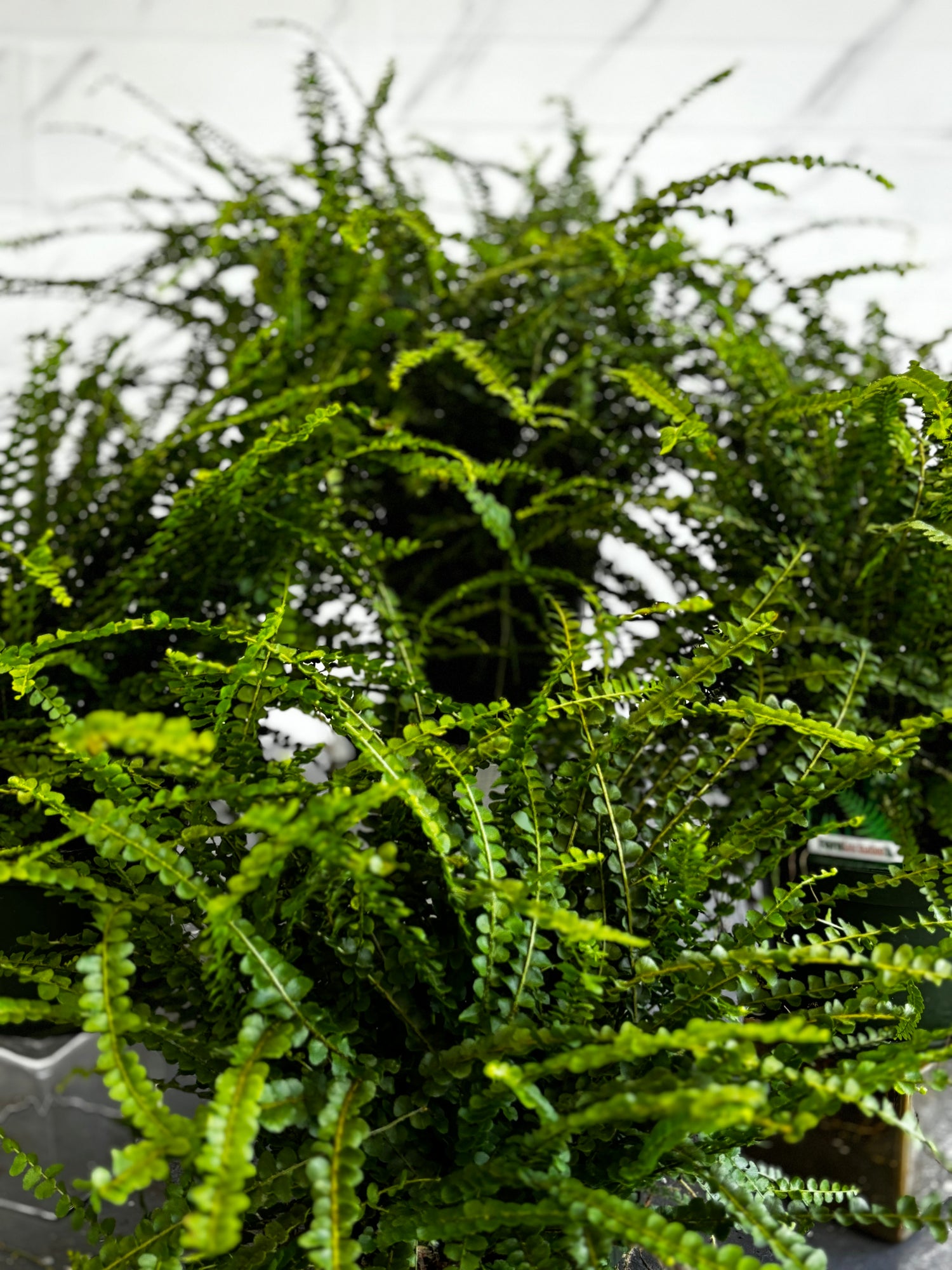 Button Fern