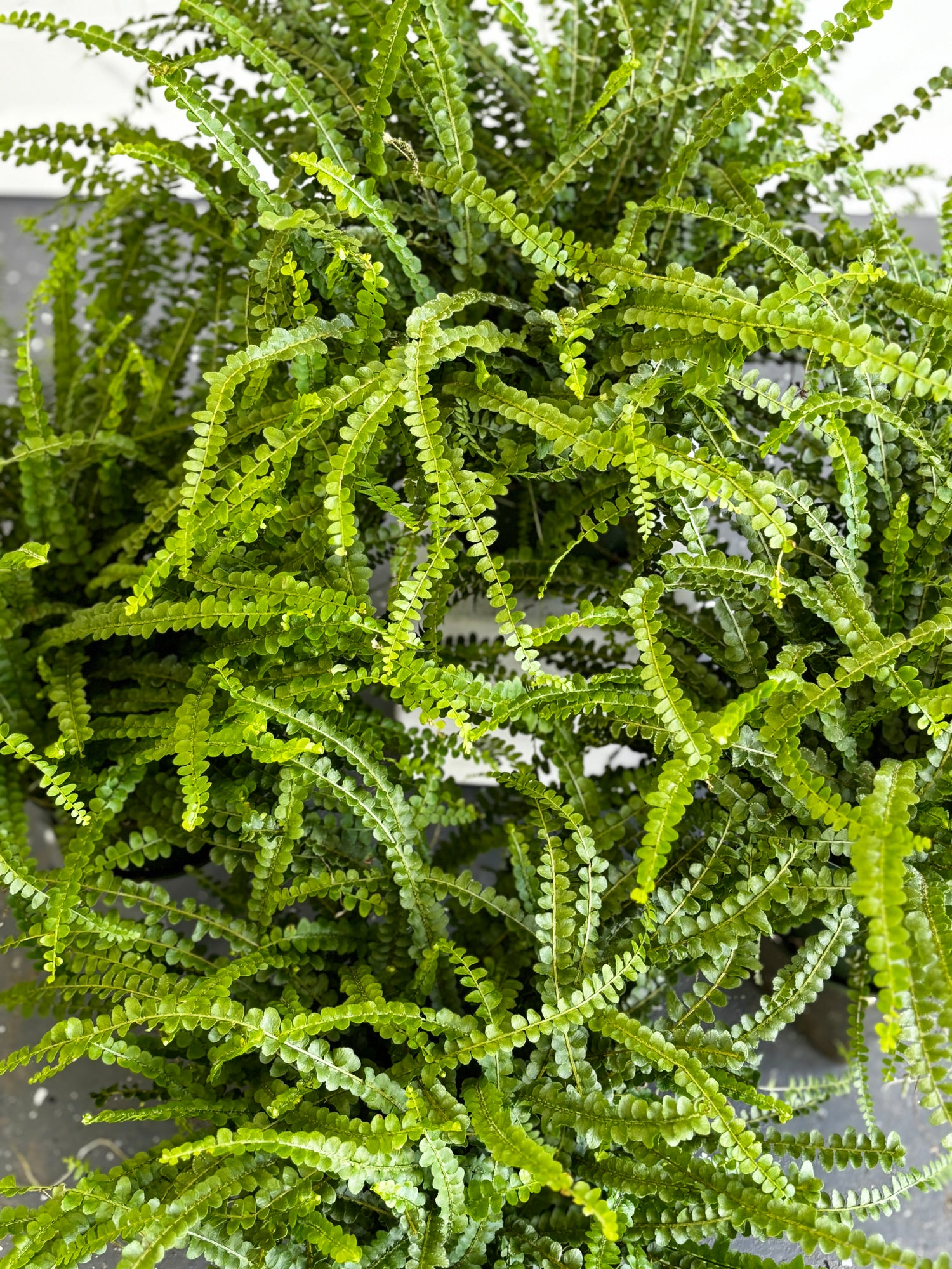 Button Fern