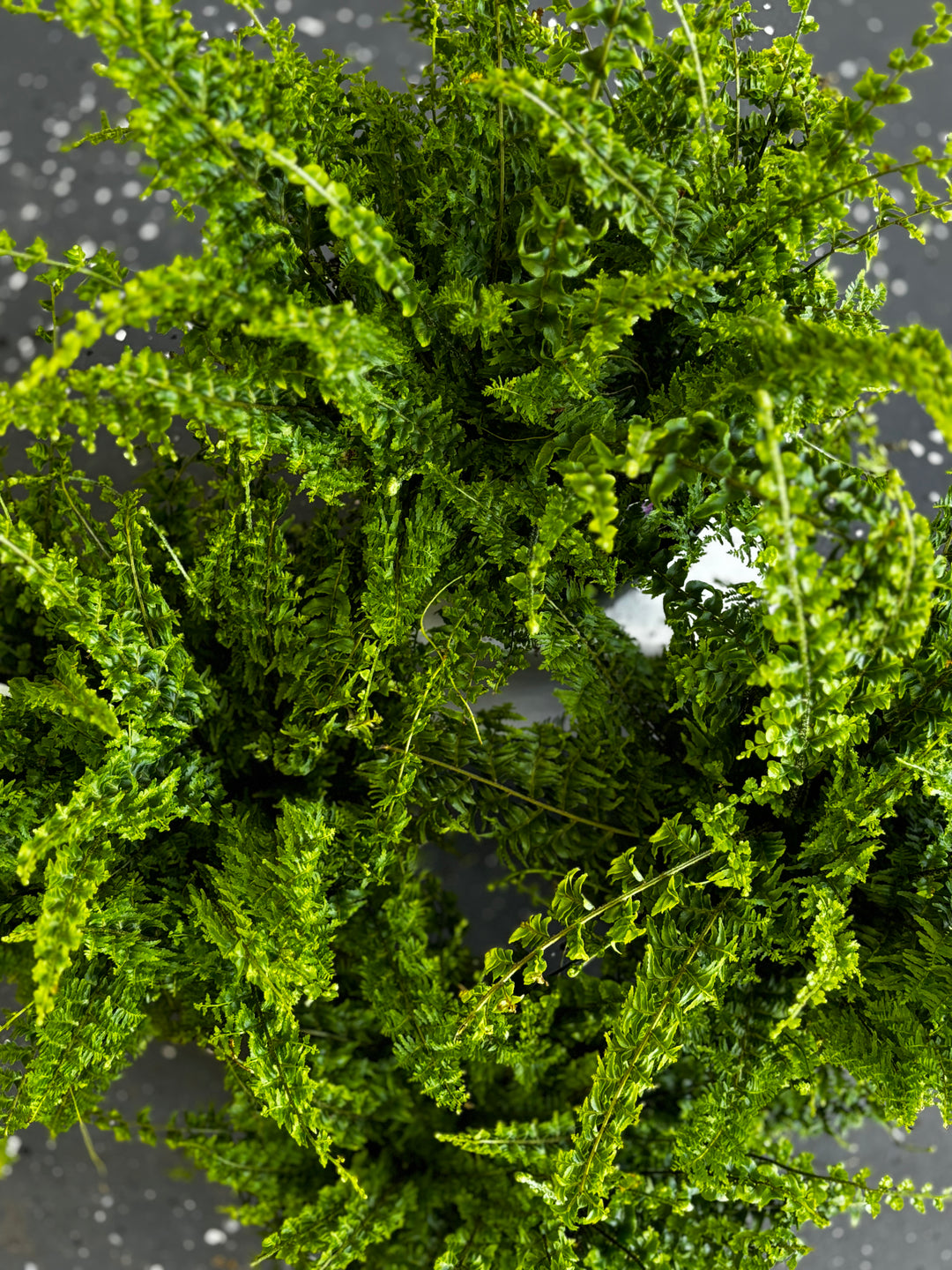 Fluffy Ruffle Fern