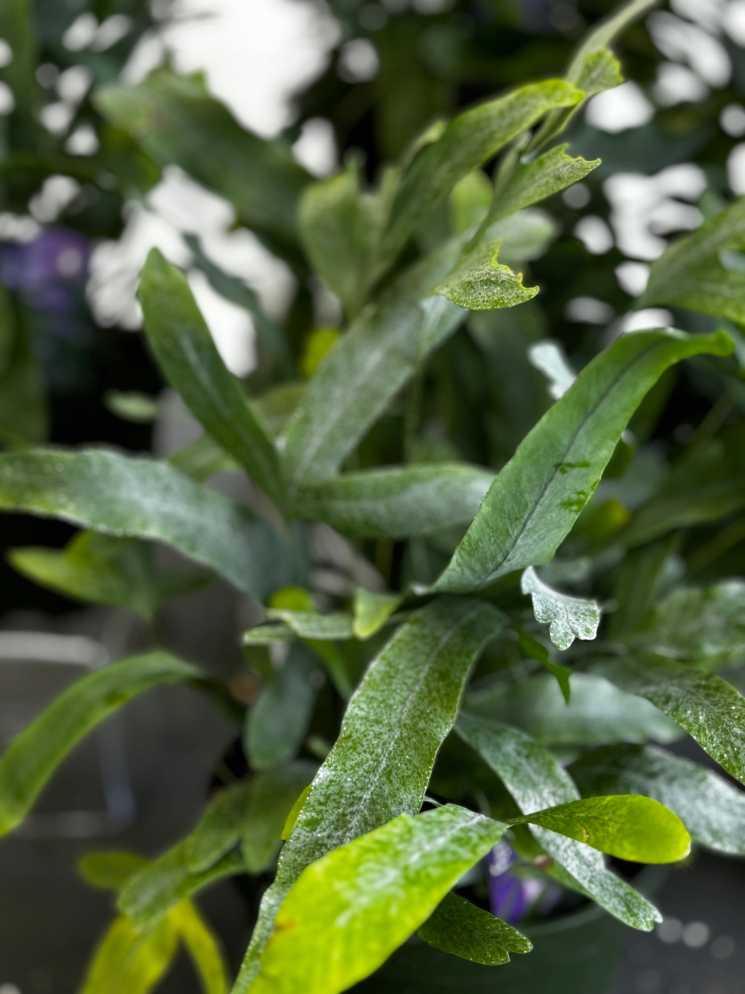 Bleu Star Fern