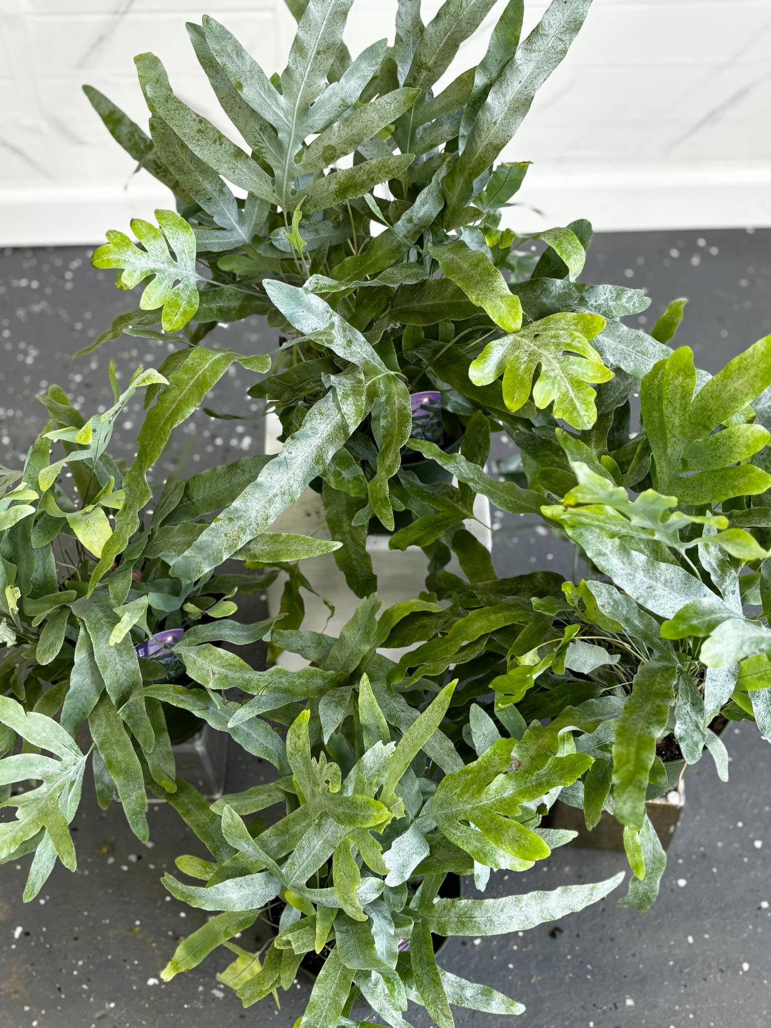 Bleu Star Fern