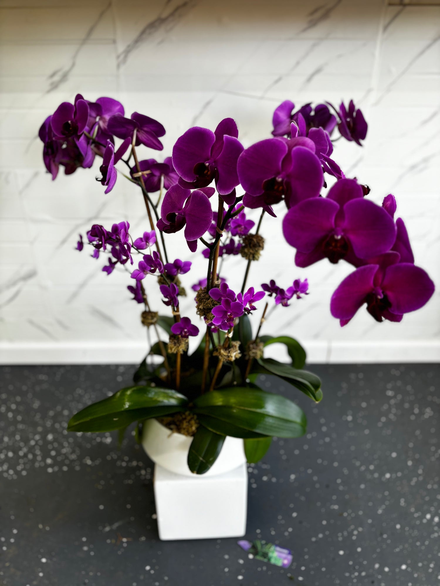 Purple Orchid Set (Large & Mini) w/ White round ceramic Planter