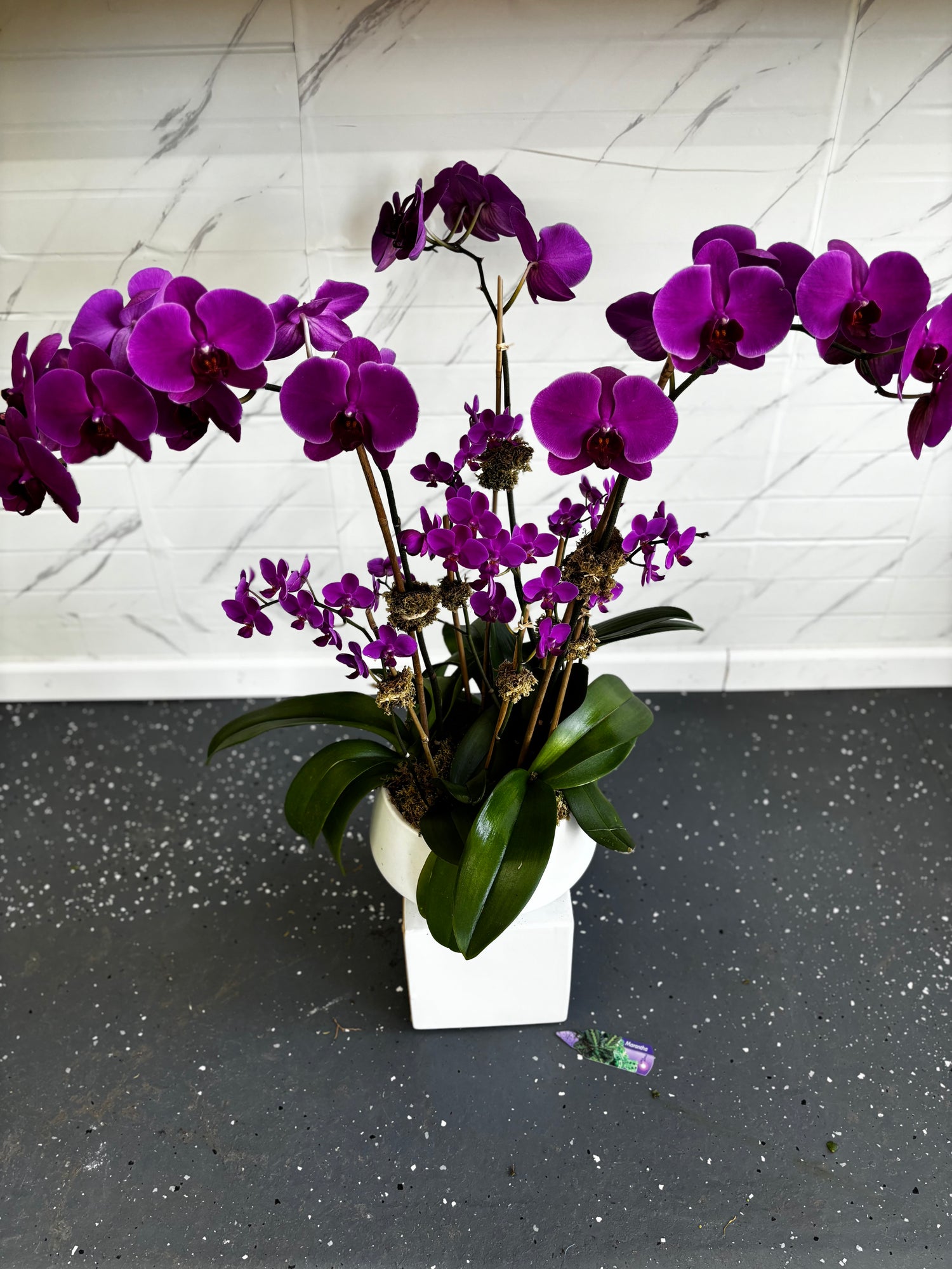 Purple Orchid Set (Large & Mini) w/ White round ceramic Planter