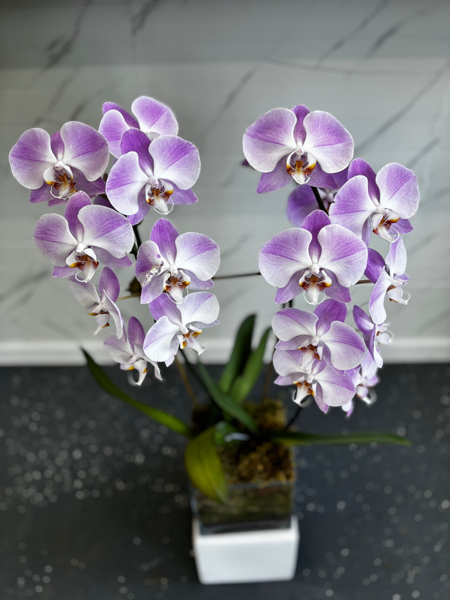 Large Light White/ Pink Orchids w/ Glass Vase