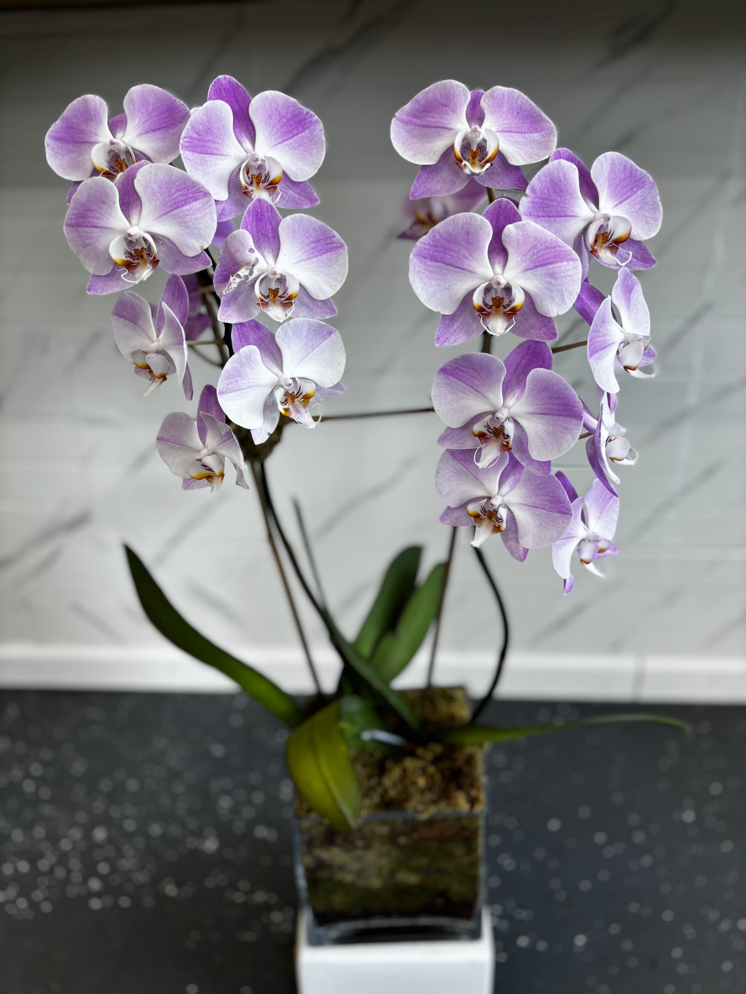 Large Light White/ Pink Orchids w/ Glass Vase