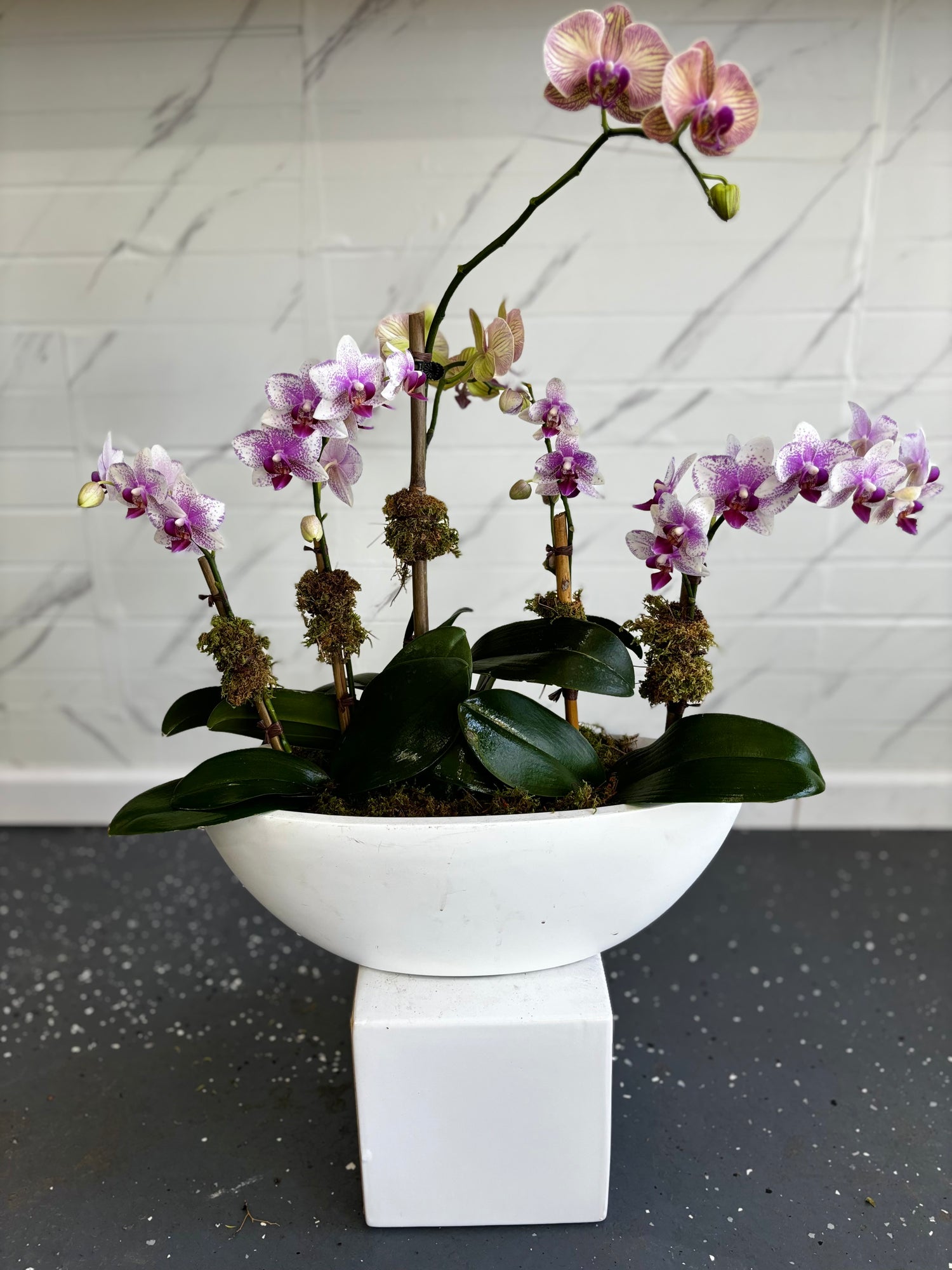 Mini Orchids w/ Medium Orchid w/ White Boat Vase