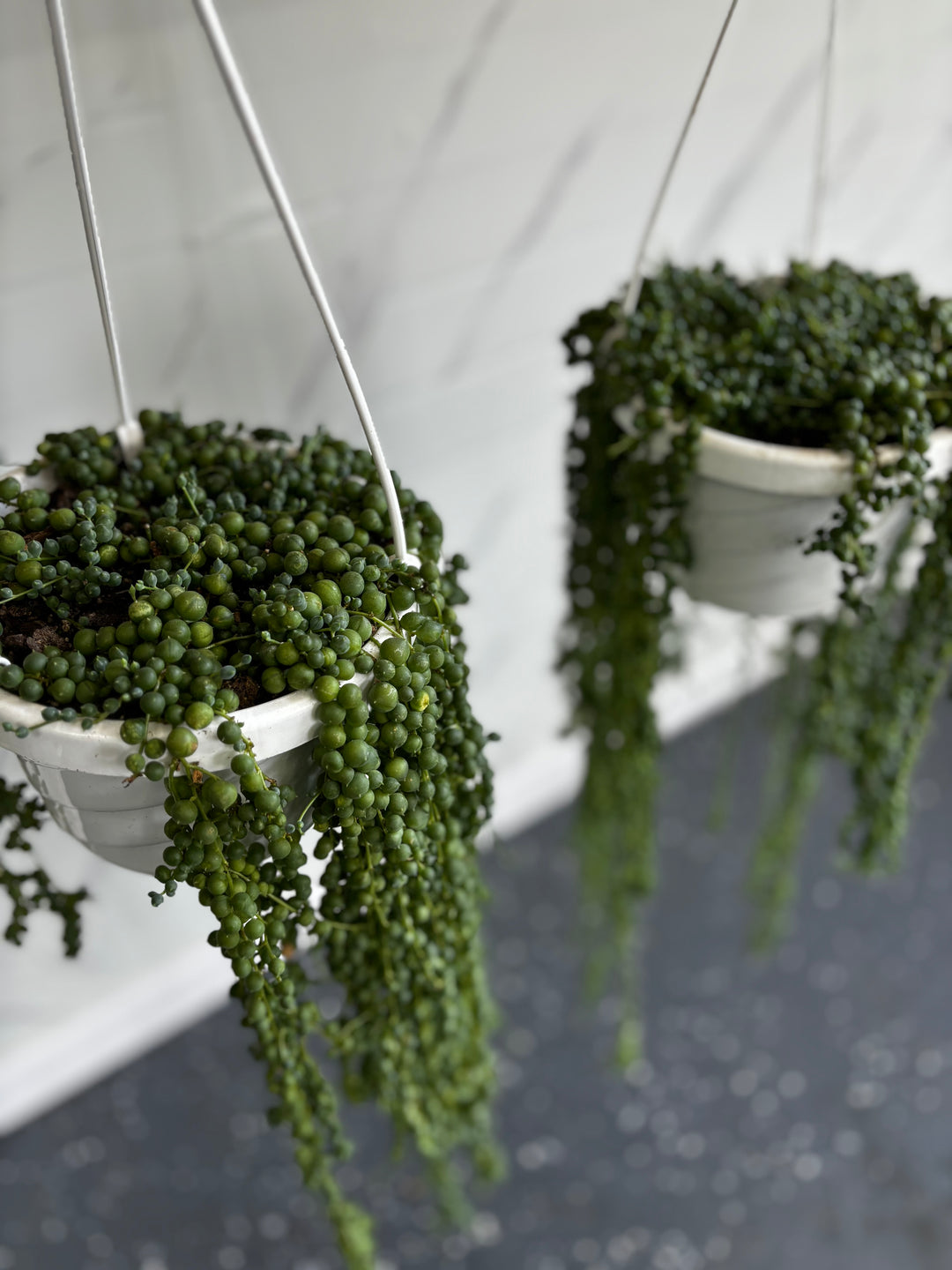 String Of Pearls Hanging