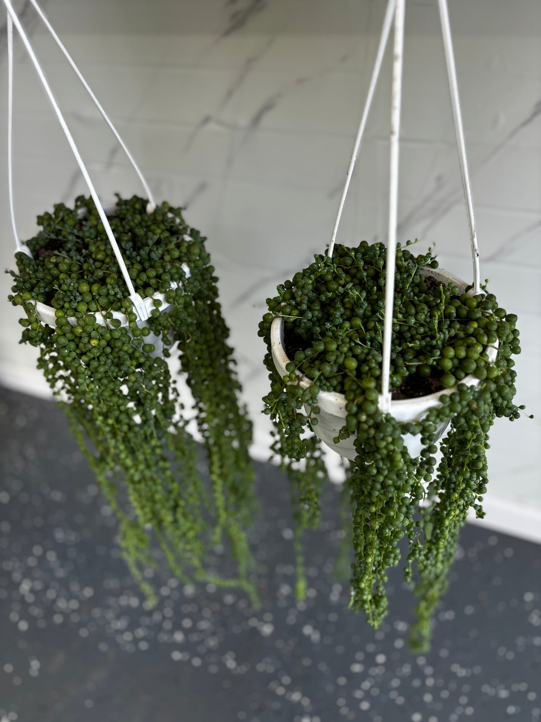 String Of Pearls Hanging