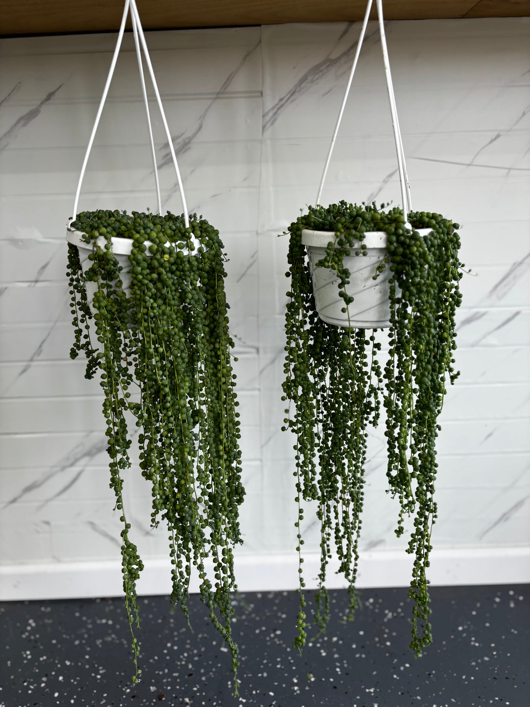 String Of Pearls Hanging