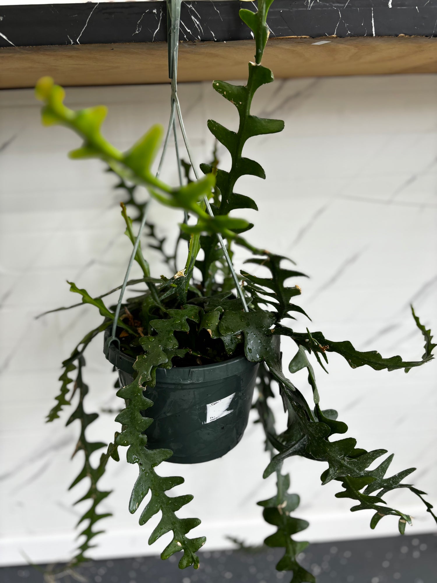 Zigzag Cactus  Hanging Indoor