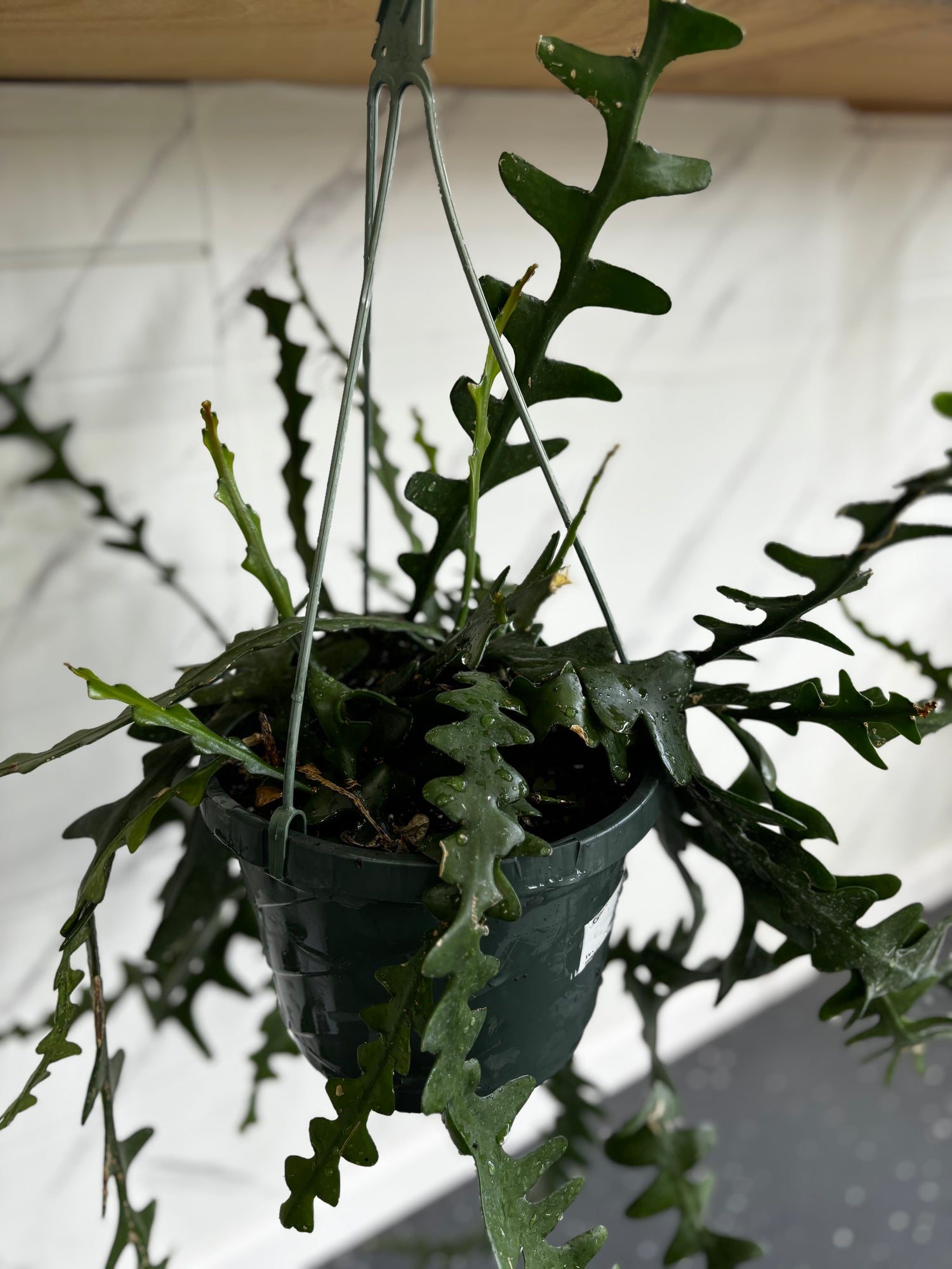 Zigzag Cactus  Hanging Indoor