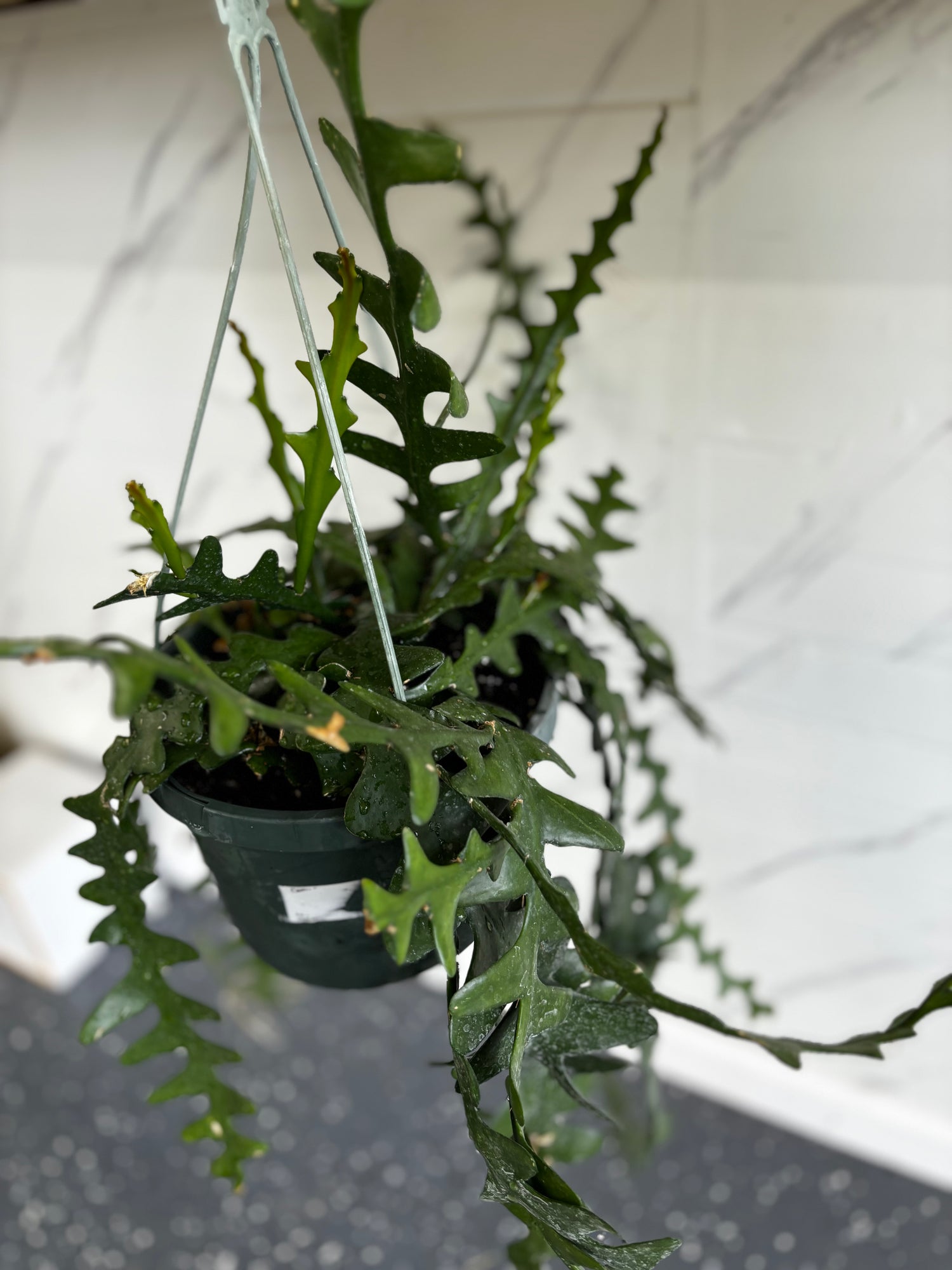 Zigzag Cactus  Hanging Indoor