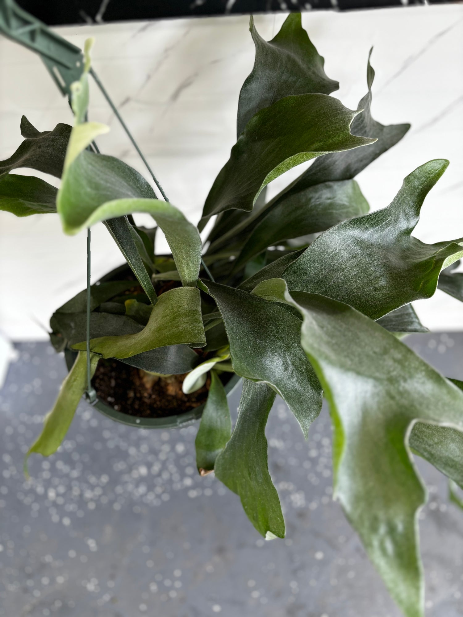 Staghorn Fern