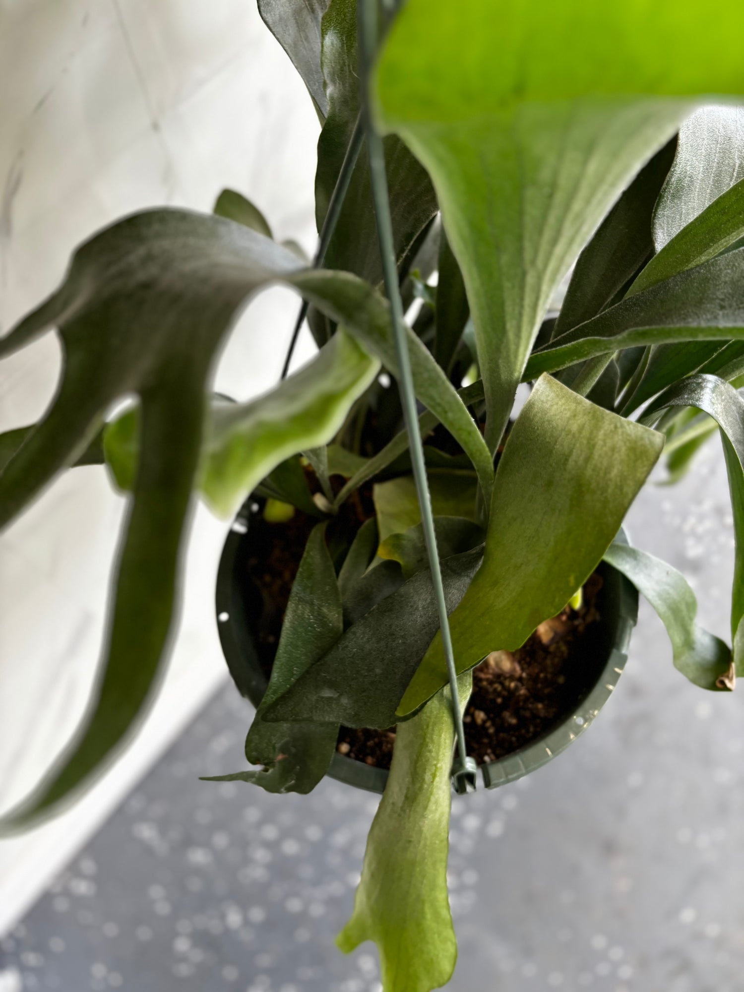 Staghorn Fern