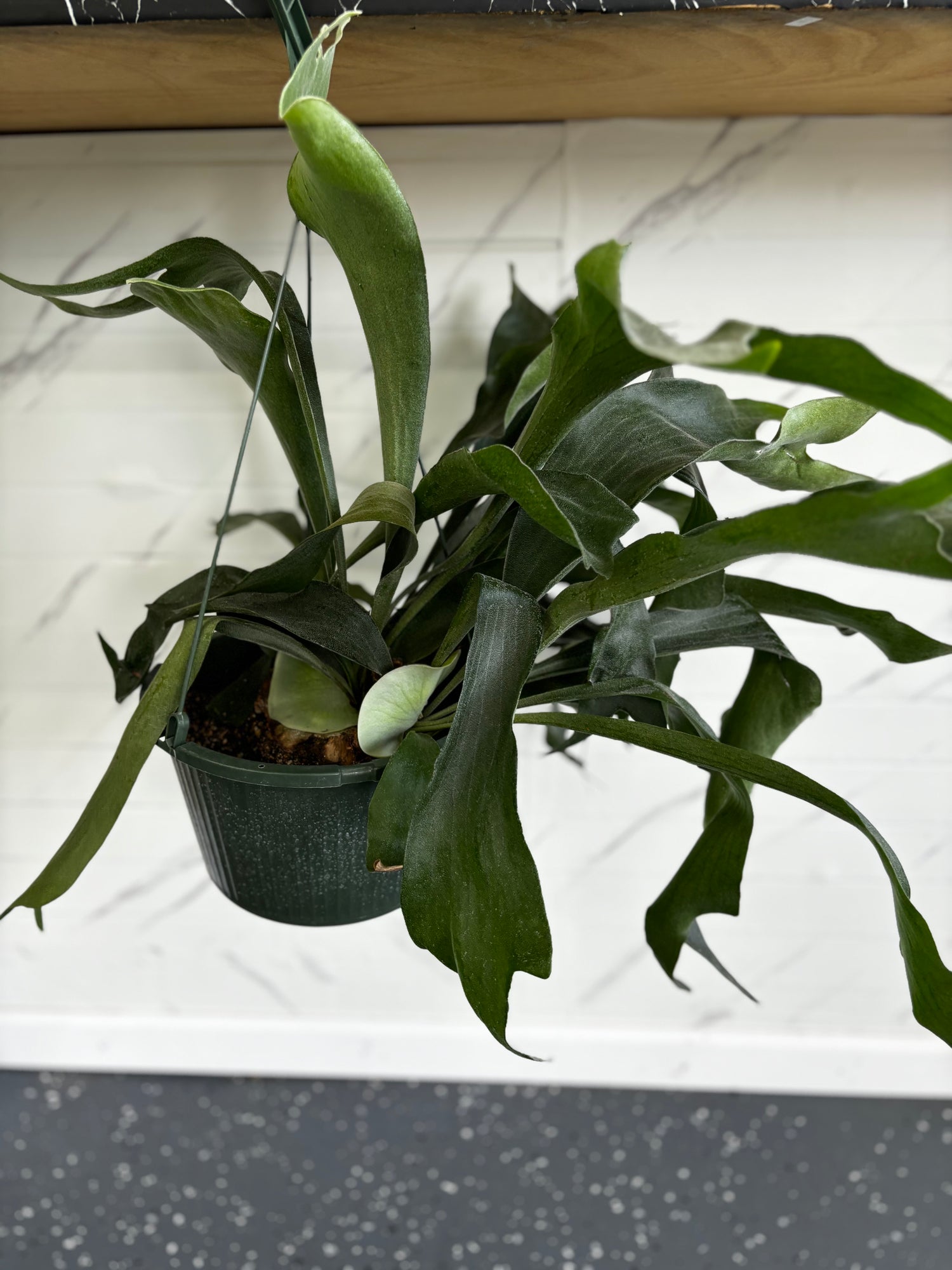 Staghorn Fern