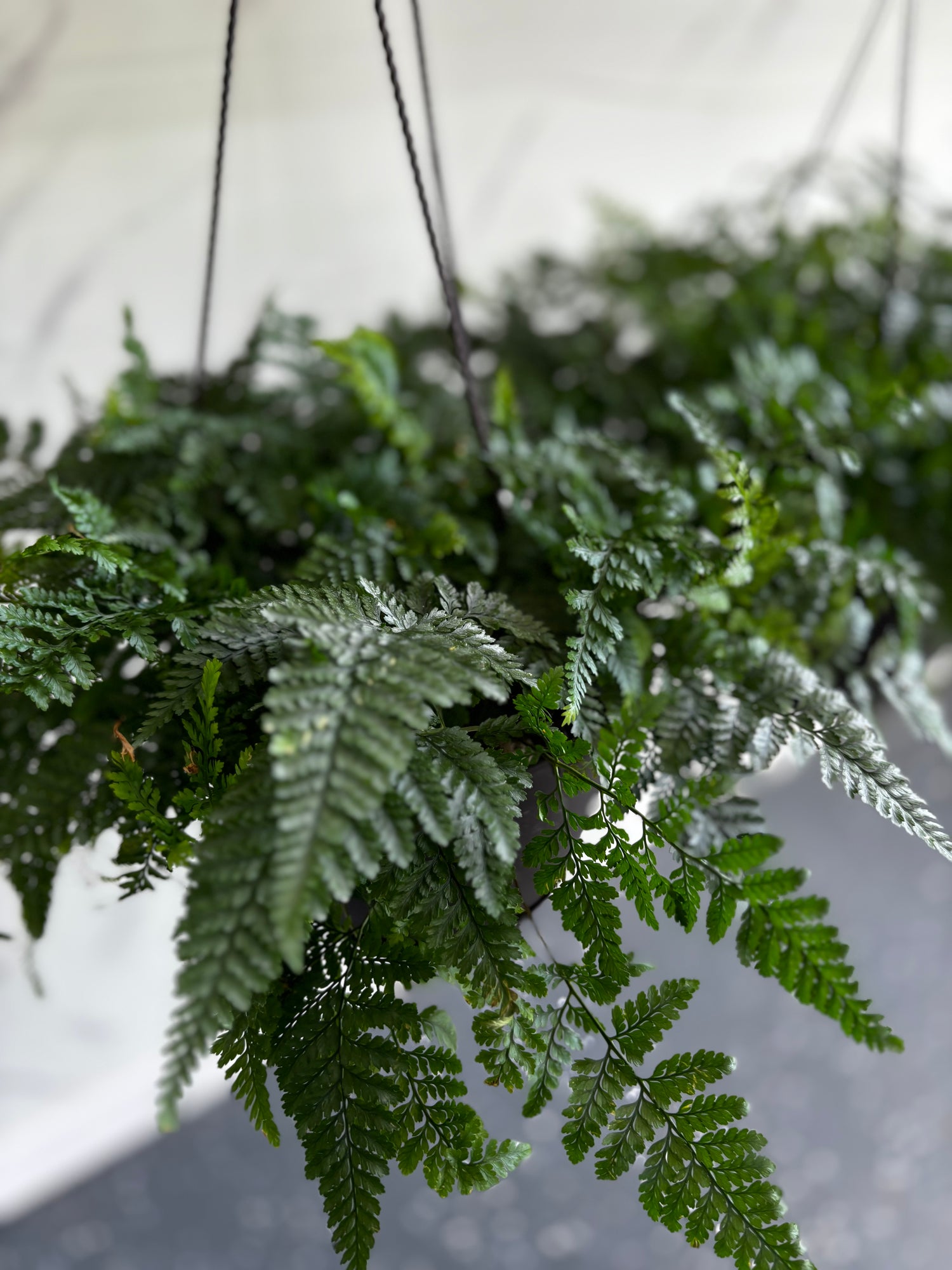 Rabbit Foot Ferns