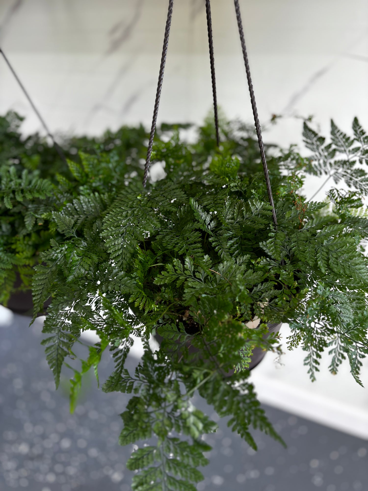 Rabbit Foot Ferns