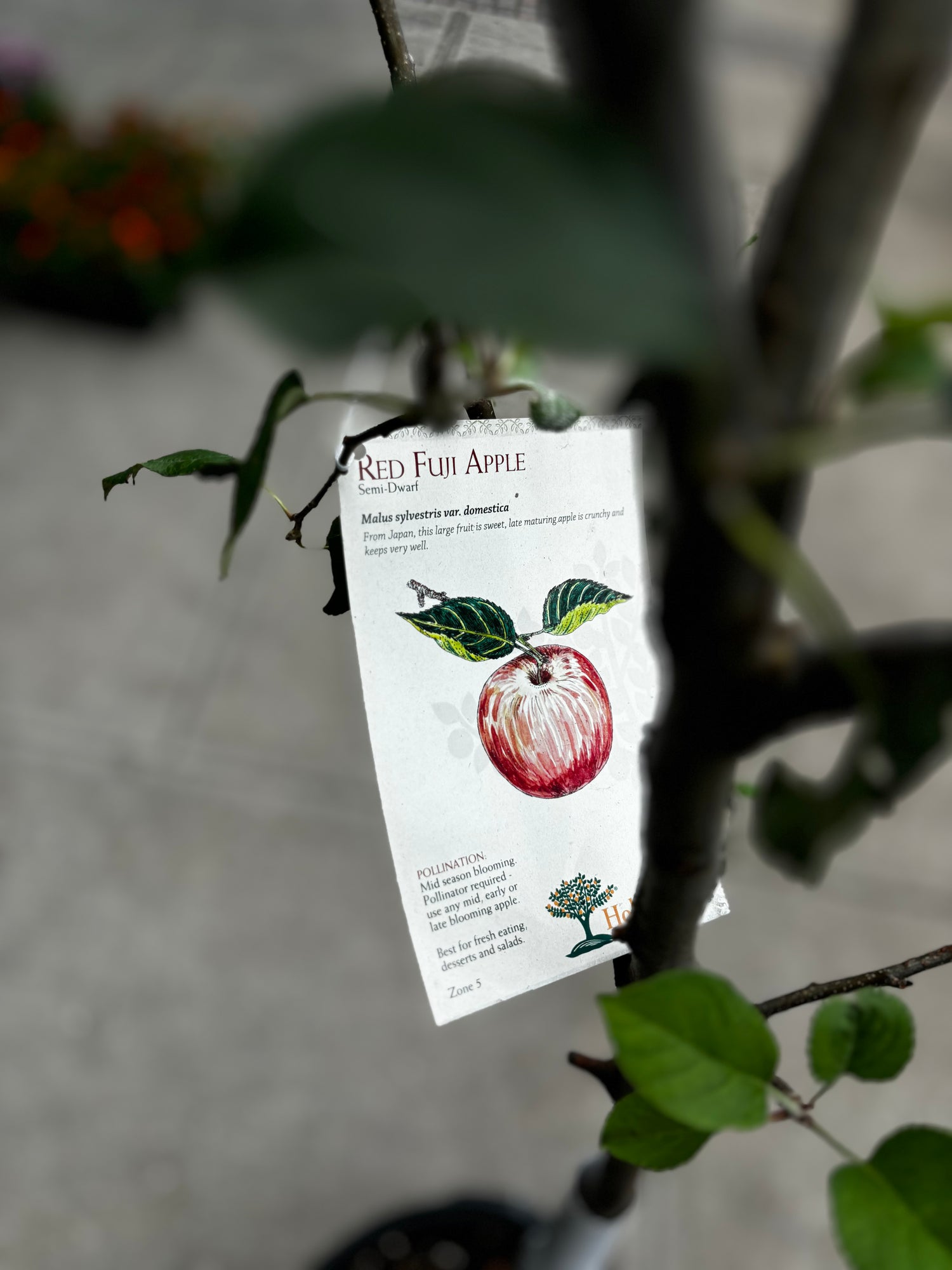 Apple Tree