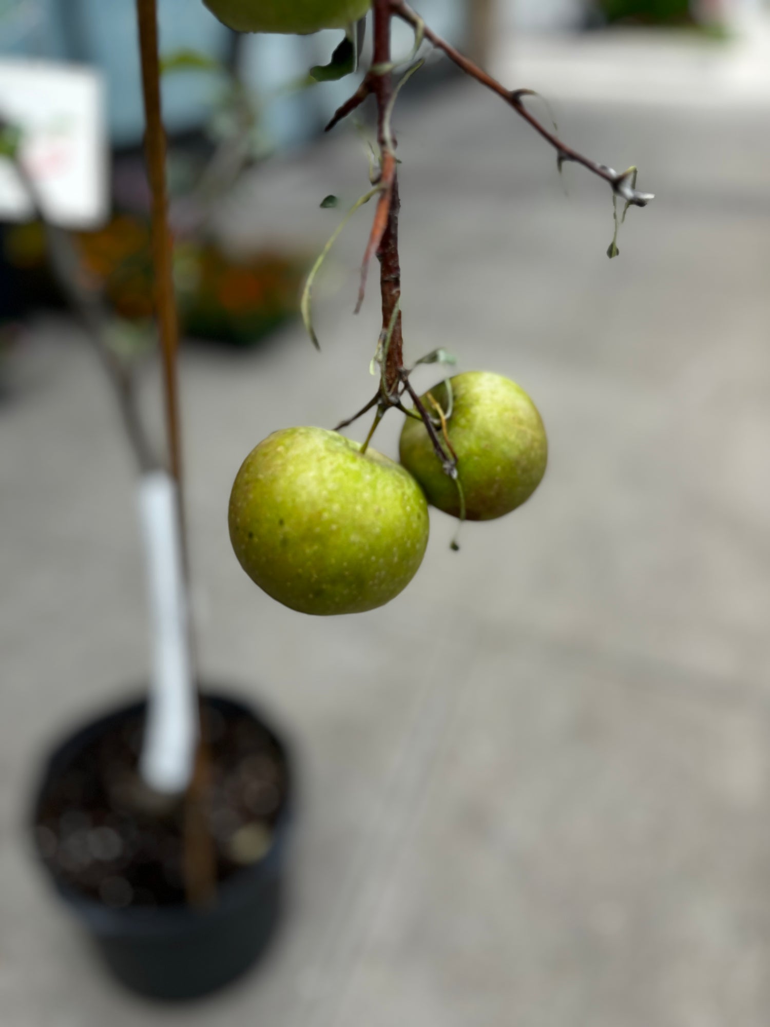 Apple Tree