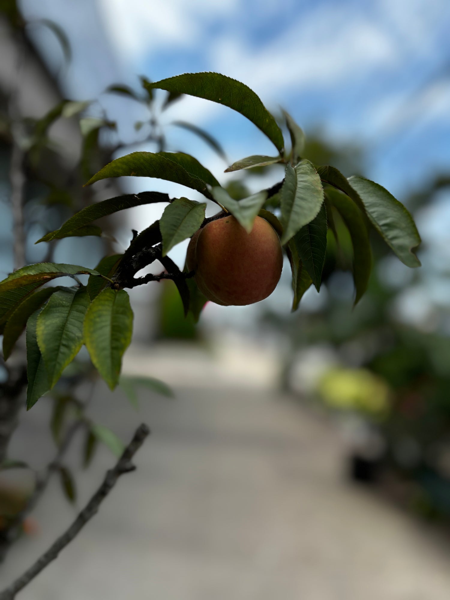 Peach Tree