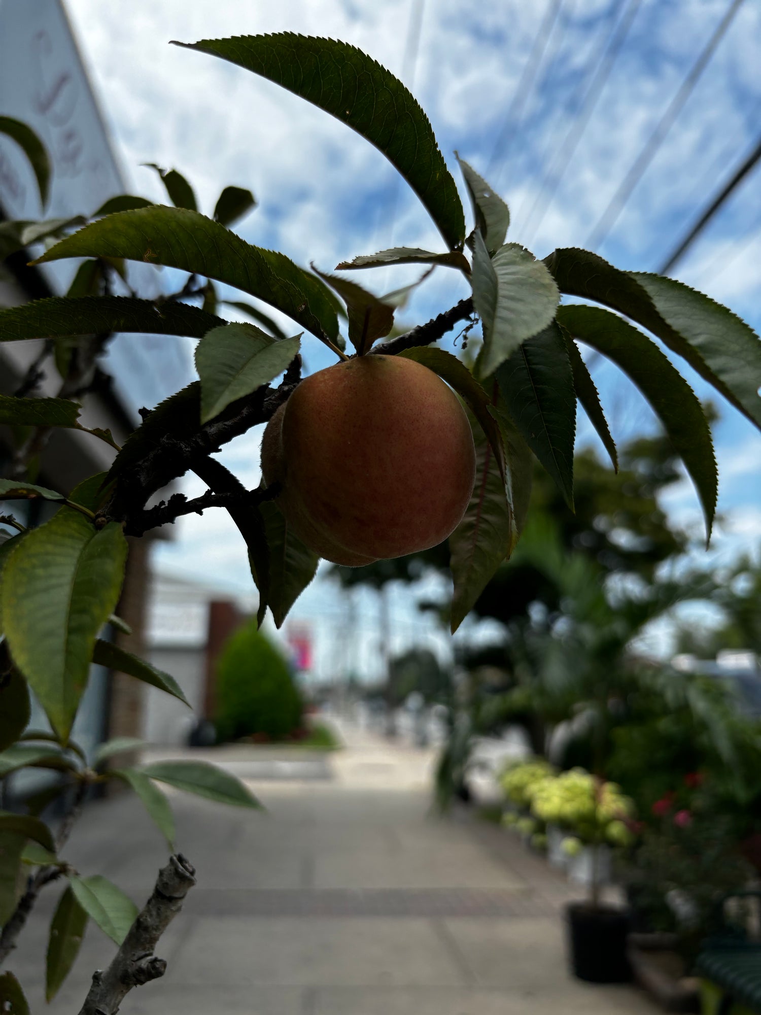 Peach Tree