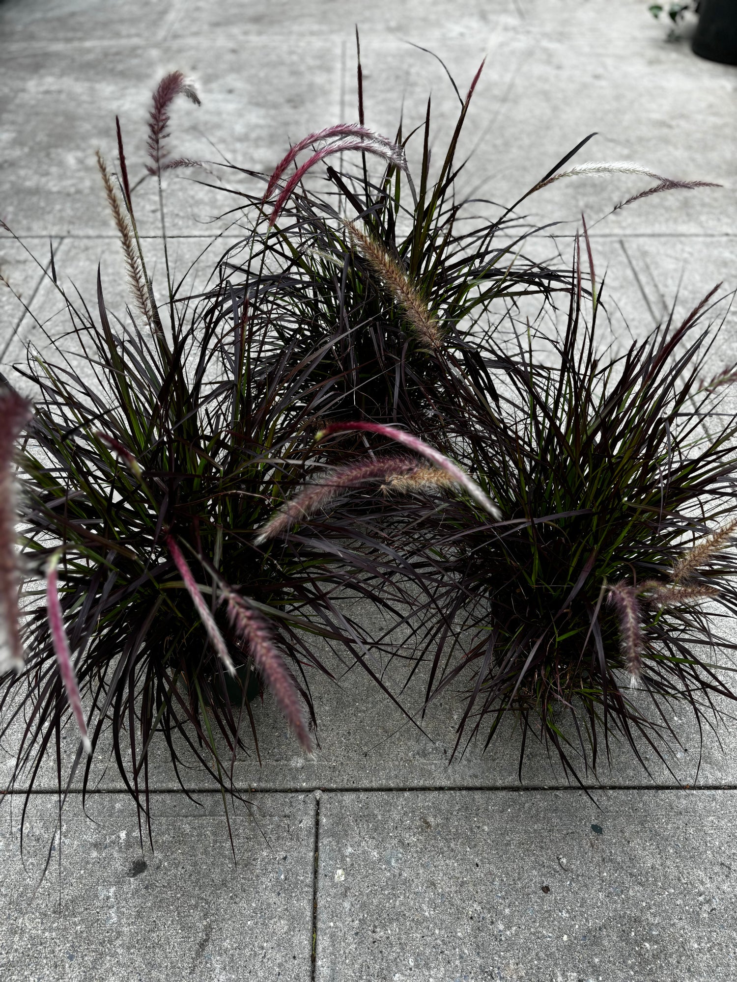 Purple Fountain Grass