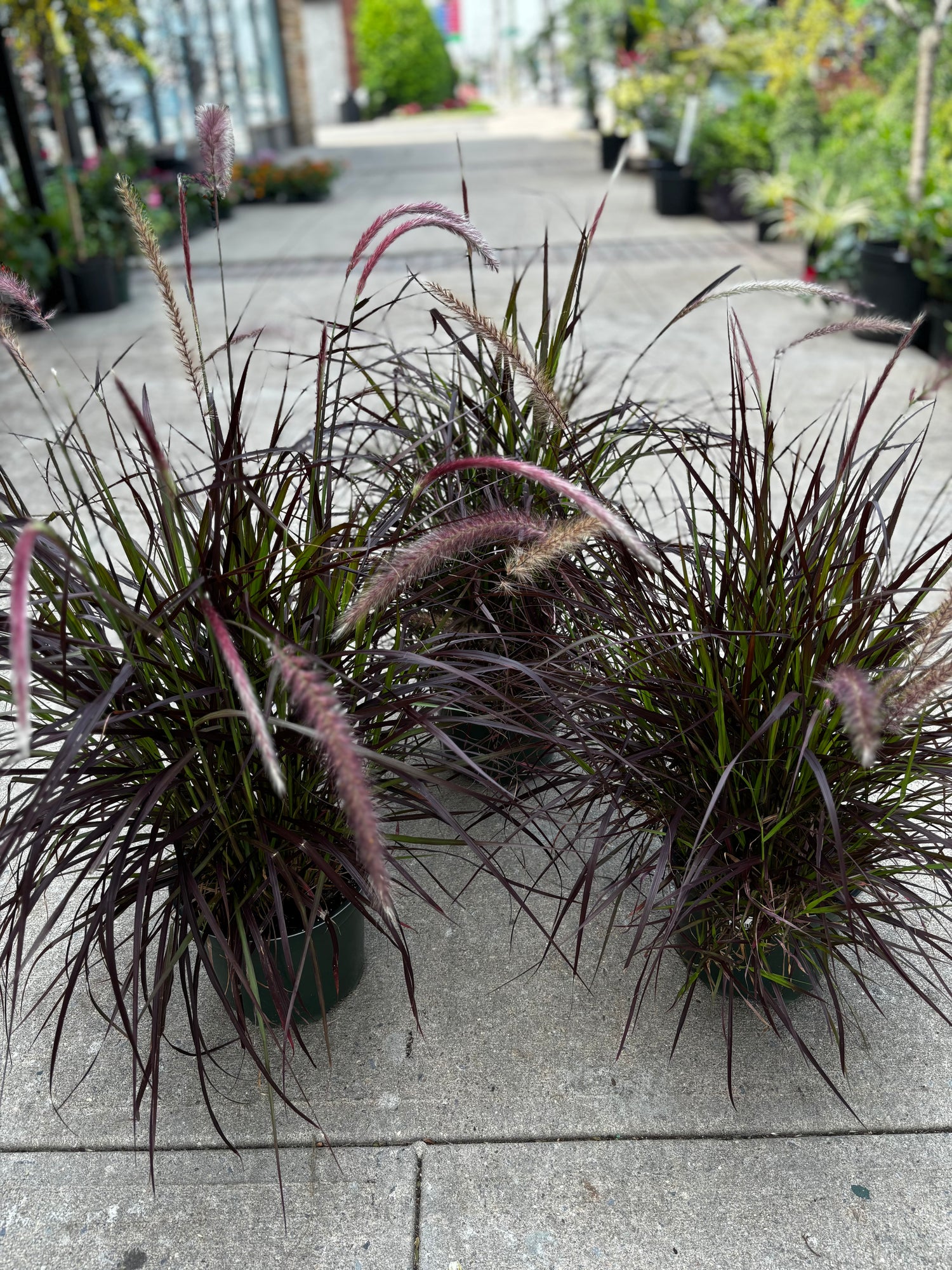 Purple Fountain Grass